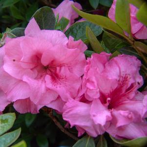 EVER AFTER™ PINK REBLOOMING AZALEA